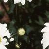 Leucanthemum vulgare, flowers