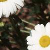 Leucanthemum vulgare, flowers