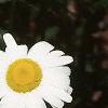 Leucanthemum vulgare, flowers