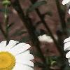 Leucanthemum vulgare, flowers