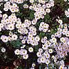 Chrysanthemum x morifolium 'Venus', habit