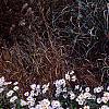 Chrysanthemum x morifolium 'Venus', habit