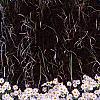 Chrysanthemum x morifolium 'Venus', habit