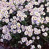 Chrysanthemum x morifolium 'Venus', habit