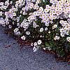 Chrysanthemum x morifolium 'Venus', habit