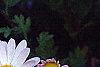 Chrysanthemum x morifolium 'Venus', flowers