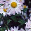 Chrysanthemum x morifolium 'Venus', flowers