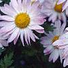 Chrysanthemum x morifolium 'Venus', flowers