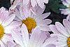Chrysanthemum x morifolium 'Venus', flowers