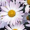 Chrysanthemum x morifolium 'Venus', flowers
