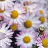 Chrysanthemum x morifolium 'Venus', flowers