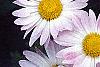 Chrysanthemum x morifolium 'Venus', flowers