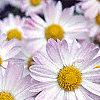 Chrysanthemum x morifolium 'Venus', flowers