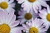 Chrysanthemum x morifolium 'Venus', flowers