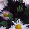 Chrysanthemum x morifolium 'Venus', flowers