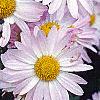 Chrysanthemum x morifolium 'Venus', flowers