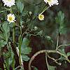 Tanacetum parthenium 'Snowball', habit