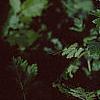 Tanacetum parthenium 'Snowball', habit
