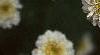 Tanacetum parthenium 'Snowball', flowers
