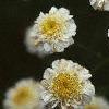 Tanacetum parthenium 'Snowball', flowers