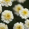 Tanacetum parthenium 'Snowball', flowers