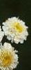 Tanacetum parthenium 'Snowball', flowers