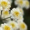 Tanacetum parthenium 'Snowball', flowers