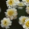 Tanacetum parthenium 'Snowball', flowers