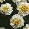 Tanacetum parthenium 'Snowball', flowers