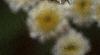 Tanacetum parthenium 'Snowball', flowers