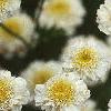 Tanacetum parthenium 'Snowball', flowers