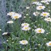 Chrysanthemum x superbum 'Becky', habit