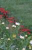 Chrysanthemum x superbum 'Becky', habit