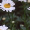 Chrysanthemum x superbum 'Becky', flowers