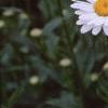 Chrysanthemum x superbum 'Becky', flowers