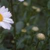 Chrysanthemum x superbum 'Becky', flowers