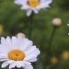 Chrysanthemum x superbum 'Becky', flowers