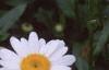 Chrysanthemum x superbum 'Becky', flowers