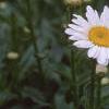 Chrysanthemum x superbum 'Becky', flowers