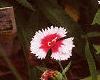 Leucanthemum x superbum 'Snow Lady', flowers