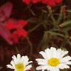 Leucanthemum x superbum 'Snow Lady', flowers