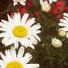 Leucanthemum x superbum 'Snow Lady', flowers
