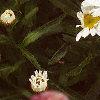 Leucanthemum x superbum 'Snow Lady', flowers