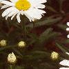 Leucanthemum x superbum 'Snow Lady', flowers