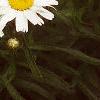 Leucanthemum x superbum 'Snow Lady', flowers