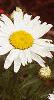 Leucanthemum x superbum 'Snow Lady', flowers