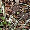 Chrysogonum virginianum, habit