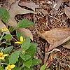 Chrysogonum virginianum, habit