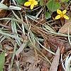 Chrysogonum virginianum, habit