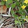 Chrysogonum virginianum, habit